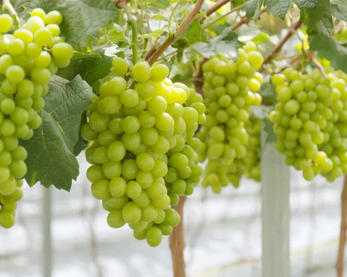 Grapes
